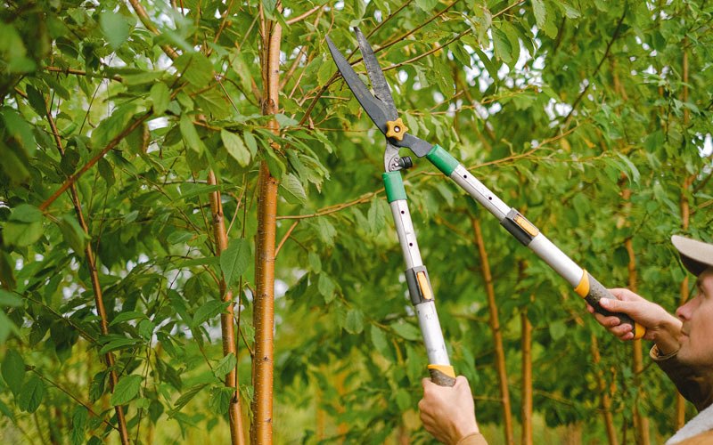 Tree trimming in Ceres, CA